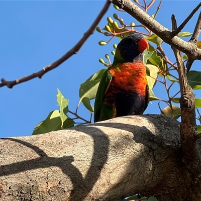 Trichoglossus moluccanus (Rainbow Lorikeet) at Heatherbrae, NSW - 29 Dec 2024 by JimL