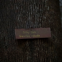 Grevillea robusta (Silky Oak) at Tamborine Mountain, QLD - 28 Dec 2024 by JimL