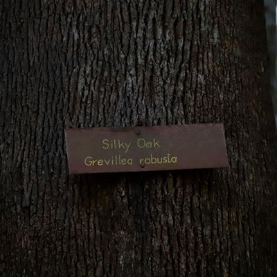 Grevillea robusta (Silky Oak) at Tamborine Mountain, QLD - 28 Dec 2024 by JimL