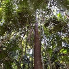 Grevillea robusta at Tamborine Mountain, QLD - 28 Dec 2024