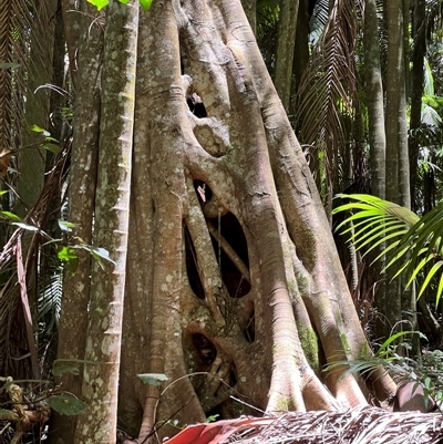 Ficus watkinsiana at Tamborine Mountain, QLD - 28 Dec 2024 by JimL