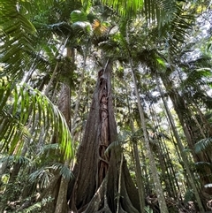 Ficus sp. at Tamborine Mountain, QLD - 28 Dec 2024 12:12 PM