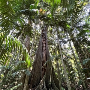 Ficus sp. at Tamborine Mountain, QLD - 28 Dec 2024 12:12 PM
