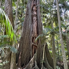 Ficus sp. at Tamborine Mountain, QLD - 28 Dec 2024 12:12 PM