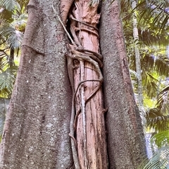 Ficus sp. at Tamborine Mountain, QLD - 28 Dec 2024 12:12 PM