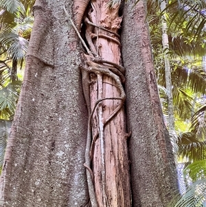 Ficus sp. at Tamborine Mountain, QLD - 28 Dec 2024 12:12 PM