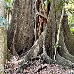 Ficus sp. at Tamborine Mountain, QLD - 28 Dec 2024 12:12 PM