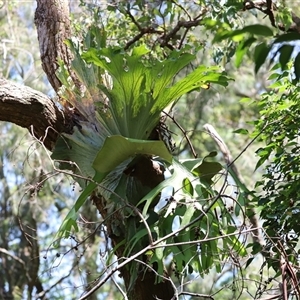 Platycerium bifurcatum at Tamborine Mountain, QLD - suppressed