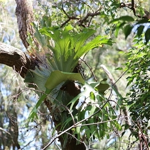 Platycerium bifurcatum at Tamborine Mountain, QLD - suppressed