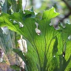 Platycerium bifurcatum at Tamborine Mountain, QLD - suppressed