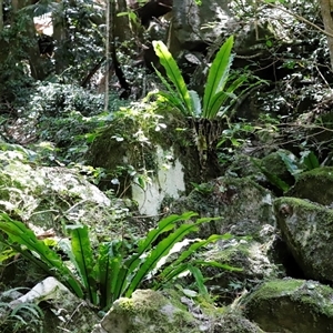 Asplenium australasicum at Tamborine Mountain, QLD - suppressed