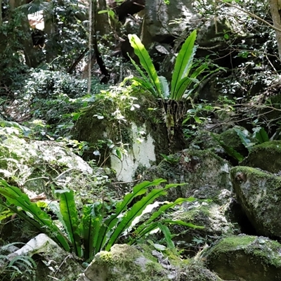 Asplenium australasicum (Bird's Nest Fern, Crow's Nest Fern) at Tamborine Mountain, QLD - 28 Dec 2024 by JimL