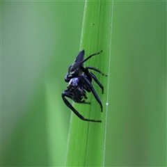 Opisthoncus sp. (genus) (Unidentified Opisthoncus jumping spider) at Tamborine Mountain, QLD - 28 Dec 2024 by JimL