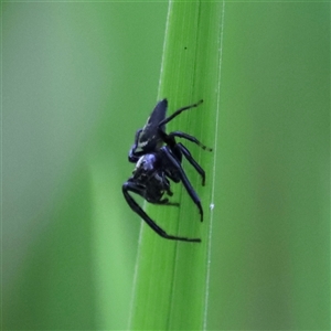 Opisthoncus sp. (genus) at Tamborine Mountain, QLD - 28 Dec 2024