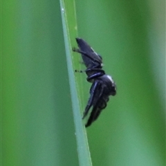 Opisthoncus sp. (genus) at Tamborine Mountain, QLD - 28 Dec 2024