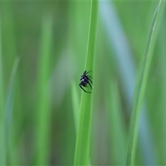 Opisthoncus sp. (genus) at Tamborine Mountain, QLD - 28 Dec 2024