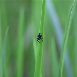 Opisthoncus sp. (genus) at Tamborine Mountain, QLD - 28 Dec 2024