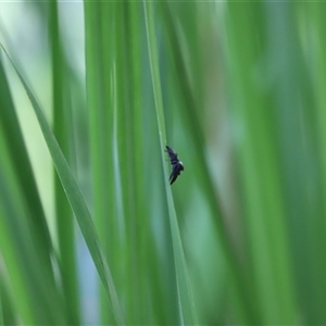 Opisthoncus sp. (genus) at Tamborine Mountain, QLD - 28 Dec 2024