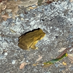 Rhinella marina (Cane Toad) at Tamborine Mountain, QLD - 28 Dec 2024 by JimL