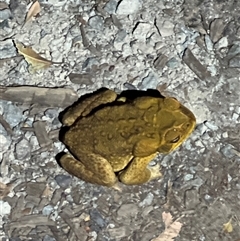 Rhinella marina at Tamborine Mountain, QLD - 28 Dec 2024 08:37 PM