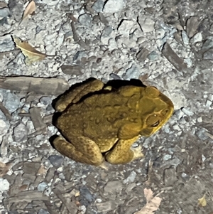 Rhinella marina at Tamborine Mountain, QLD - 28 Dec 2024 08:37 PM