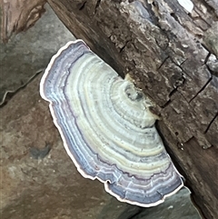 Trametes sp. at Tamborine Mountain, QLD - 28 Dec 2024 by JimL
