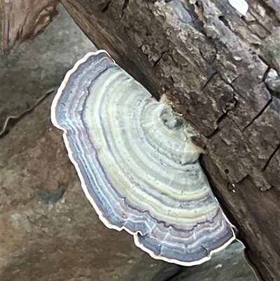 Unidentified Fungus at Tamborine Mountain, QLD - 28 Dec 2024 by JimL