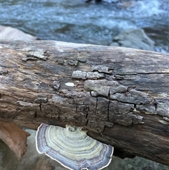 Trametes sp. at Tamborine Mountain, QLD - 28 Dec 2024 06:32 PM