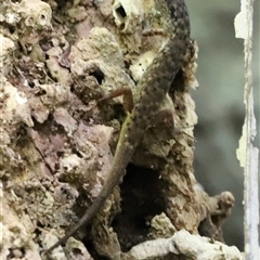 Saproscincus sp. (Shade Skinks) at Tamborine Mountain, QLD - 28 Dec 2024 by JimL