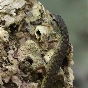 Saproscincus sp. at Tamborine Mountain, QLD - 28 Dec 2024 12:07 PM