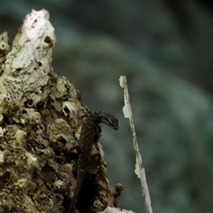 Saproscincus sp. at Tamborine Mountain, QLD - 28 Dec 2024 12:07 PM