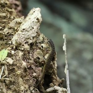 Saproscincus sp. at Tamborine Mountain, QLD - 28 Dec 2024 12:07 PM
