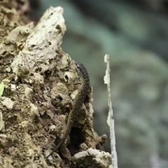 Saproscincus sp. at Tamborine Mountain, QLD - 28 Dec 2024 12:07 PM
