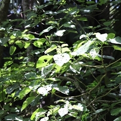 Dendrocnide excelsa (Stinging Tree) at Tamborine Mountain, QLD - 28 Dec 2024 by JimL