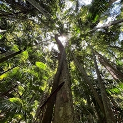 Dendrocnide excelsa at Tamborine Mountain, QLD - 28 Dec 2024 01:25 PM