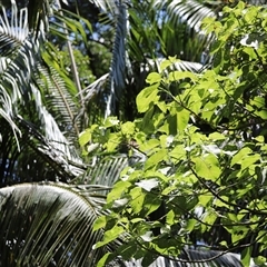 Dendrocnide excelsa at Tamborine Mountain, QLD - 28 Dec 2024 01:25 PM