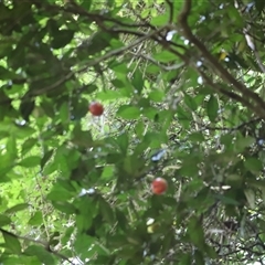 Unidentified Plant at Tamborine Mountain, QLD - 28 Dec 2024 by JimL