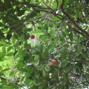 Endiandra pubens (Hairy Walnut) at Tamborine Mountain, QLD by JimL