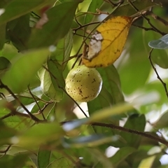 Endiandra pubens at Tamborine Mountain, QLD - 28 Dec 2024 12:05 PM