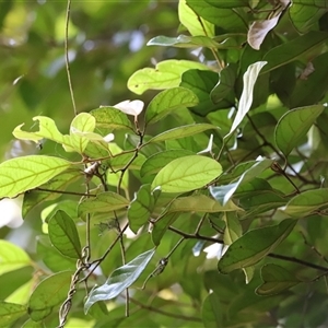 Endiandra pubens at Tamborine Mountain, QLD - 28 Dec 2024 12:05 PM