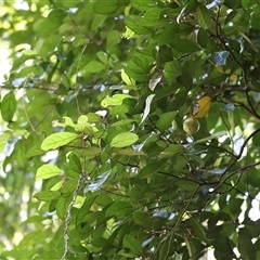 Endiandra pubens at Tamborine Mountain, QLD - 28 Dec 2024 12:05 PM