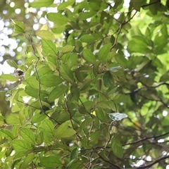 Endiandra pubens at Tamborine Mountain, QLD - 28 Dec 2024 12:05 PM