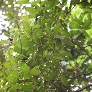 Endiandra pubens at Tamborine Mountain, QLD - 28 Dec 2024 12:05 PM