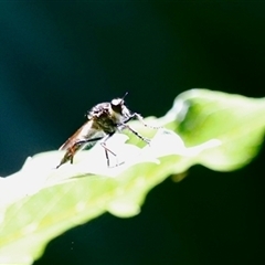 Unidentified Robber fly (Asilidae) at Tamborine Mountain, QLD - 28 Dec 2024 by JimL