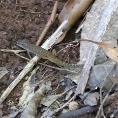 Unidentified Skink at Tamborine Mountain, QLD - 28 Dec 2024 by JimL