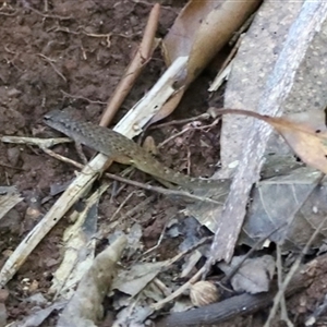 Saproscincus sp. at Tamborine Mountain, QLD - 28 Dec 2024 12:54 PM
