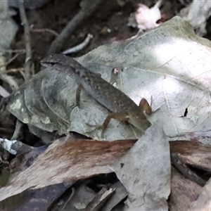 Saproscincus sp. at Tamborine Mountain, QLD - 28 Dec 2024 12:54 PM