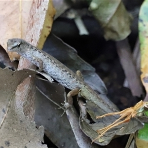 Saproscincus sp. at Tamborine Mountain, QLD - 28 Dec 2024 12:54 PM