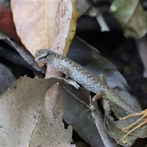 Saproscincus sp. at Tamborine Mountain, QLD - 28 Dec 2024 12:54 PM