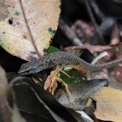 Saproscincus sp. at Tamborine Mountain, QLD - 28 Dec 2024 12:54 PM